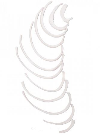 Układ kostny 3B Scientific A69/2