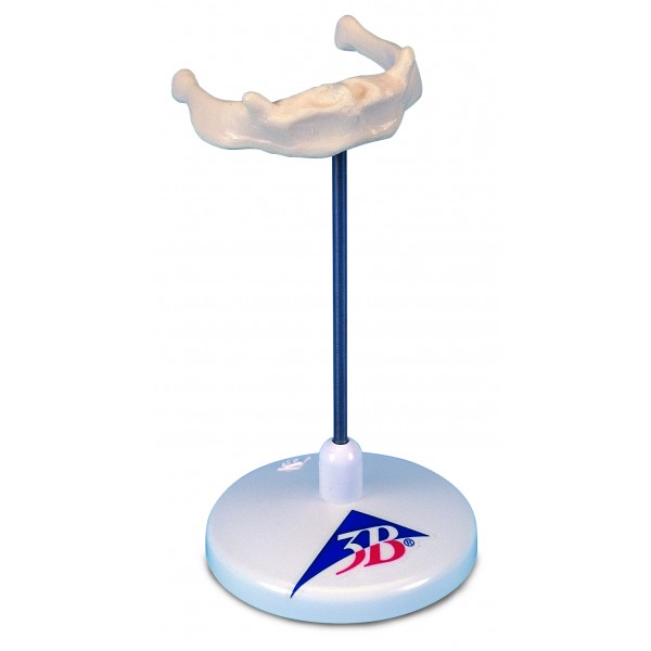 Układ kostny 3B Scientific A71/9