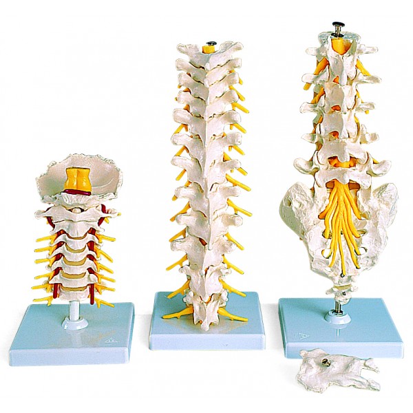 Układ kostny 3B Scientific A74