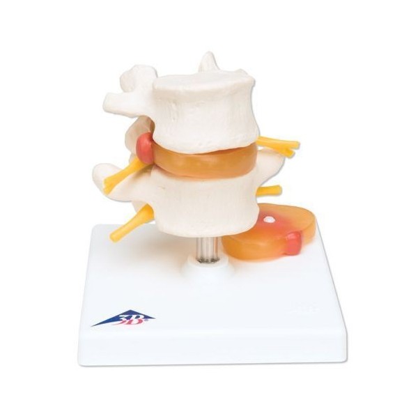 Układ kostny 3B Scientific A76