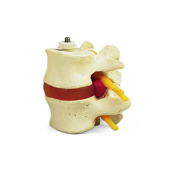Układ kostny 3B Scientific A76/9