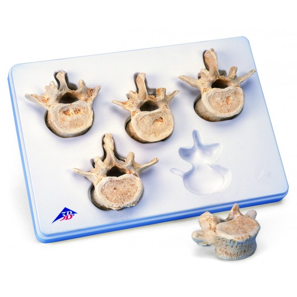 Układ kostny 3B Scientific A792