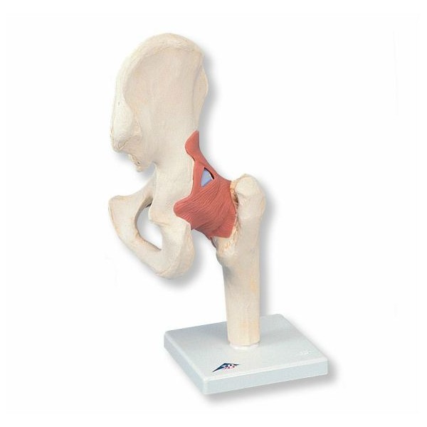 Układ kostny 3B Scientific A81/1