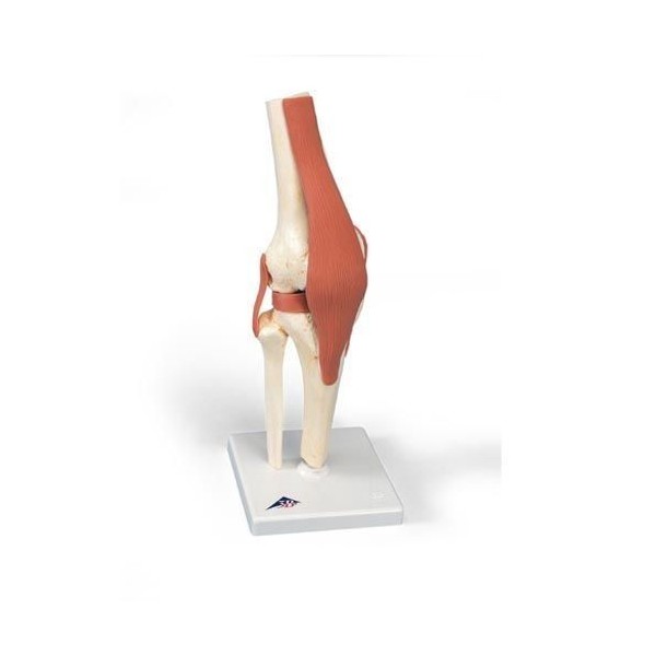 Układ kostny 3B Scientific A82/1