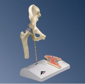 Układ kostny 3B Scientific A84/1