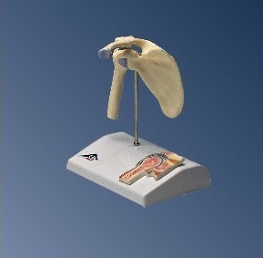 Układ kostny 3B Scientific A86/1