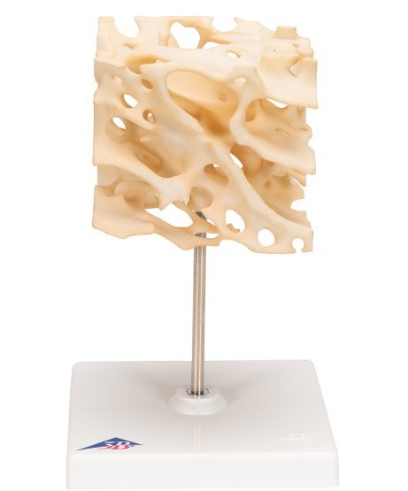 Układ kostny 3B Scientific A99