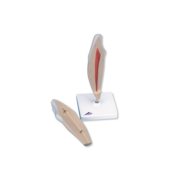 Układ kostny 3B Scientific D10/2