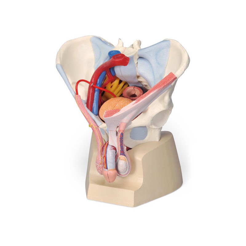 Układ kostny 3B Scientific H21/3