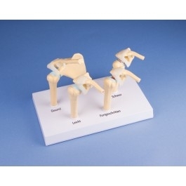 Układ kostny ERLER ZIMMER M227