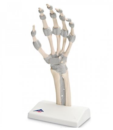 Układ kostny 3B Scientific M36