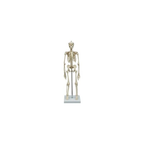 Układ kostny Rüdiger-Anatomie MI200