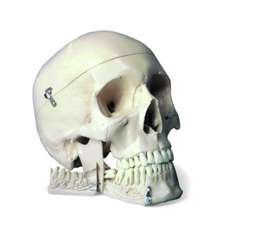 Układ kostny 3B Scientific W10532