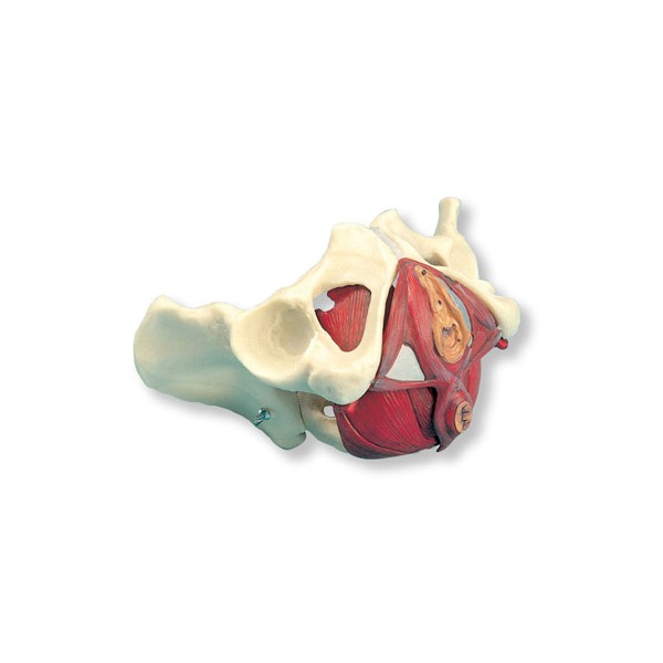 Układ kostny 3B Scientific W19025
