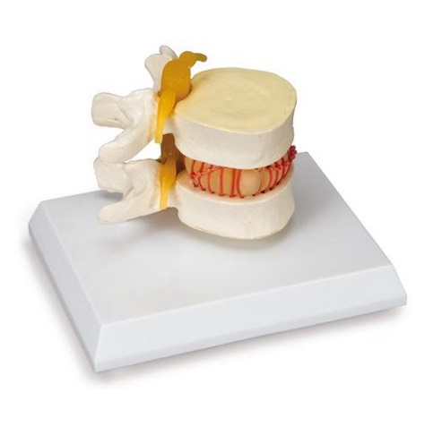 Układ kostny 3B Scientific W22230