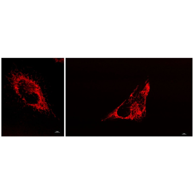 Barwniki do biologii molekularnej Biosensis Mito-R