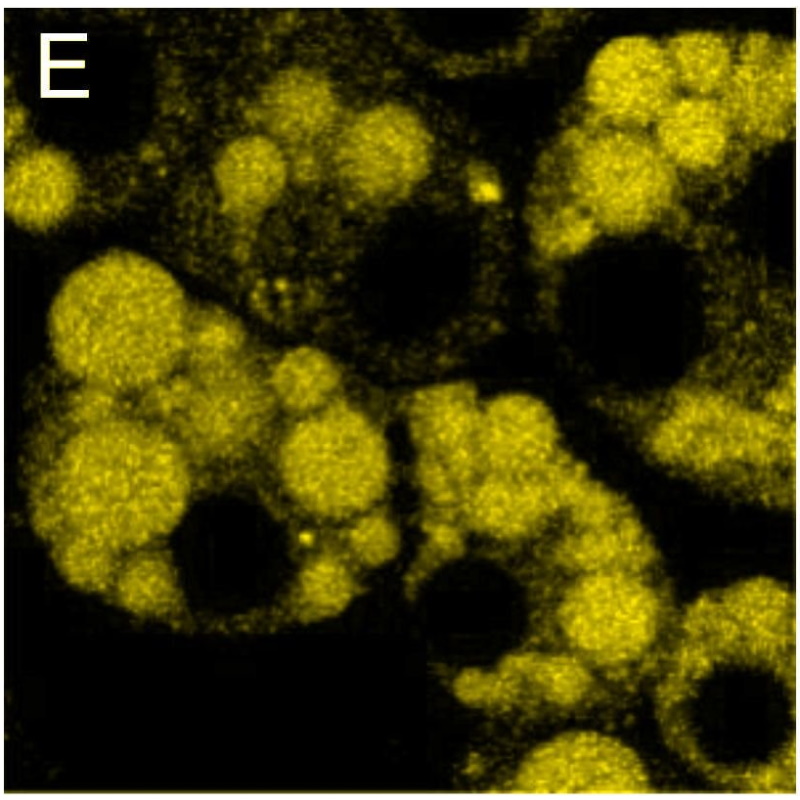 Barwniki do biologii molekularnej Biosensis P1