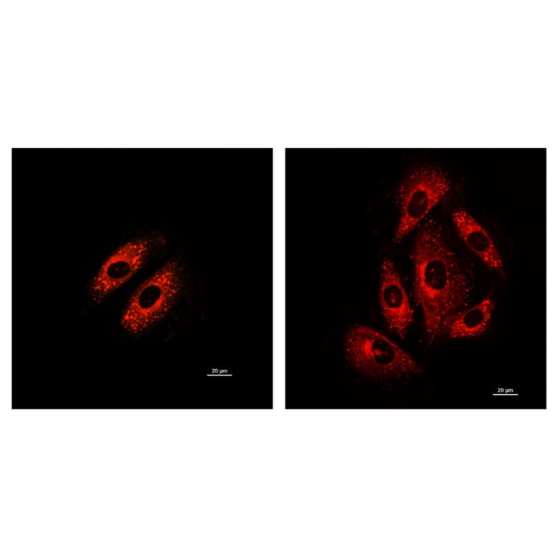Barwniki do biologii molekularnej Biosensis P2
