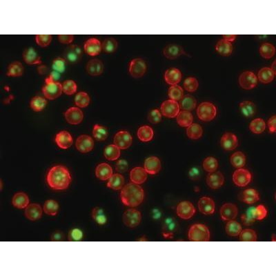 Barwniki do biologii molekularnej Biotium NucView