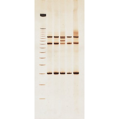 Barwniki do elektroforezy GE Healthcare PlusOne Zestaw barwienia srebrem DNA