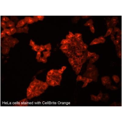 Barwniki histopatologiczne - do histologii VWR CellBrite