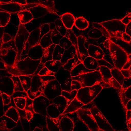 Barwniki histopatologiczne - do histologii VWR CellBrite