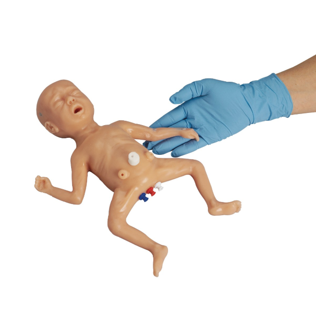 Fantomy szkoleniowe 3B Scientific 1020812