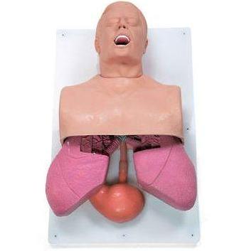 Fantomy szkoleniowe Nasco SB38704U