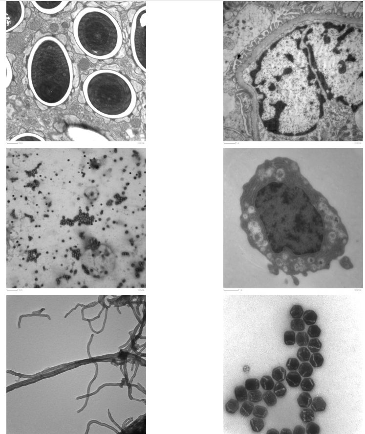 Mikroskopy elektronowe ThermoFisher Scientific LVEM25