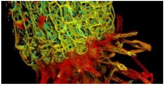 Mikroskopy konfokalne LEICA STELLARIS