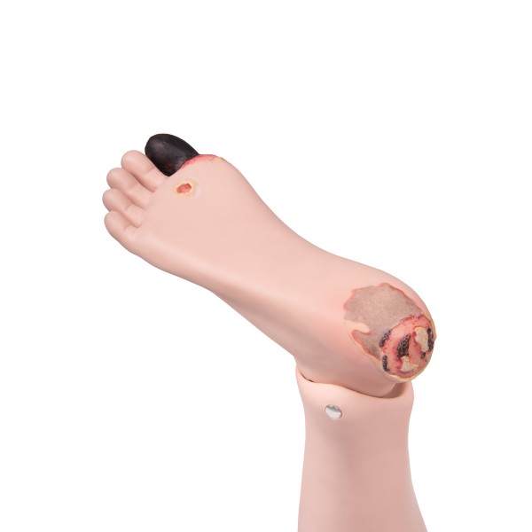 Modele / Manekiny pielęgnacyjne - dorośli 3B Scientific P10