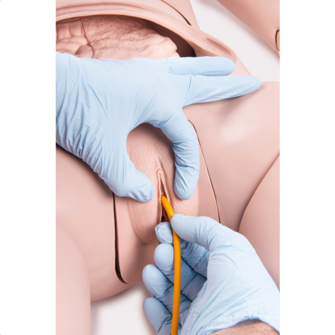 Modele / Manekiny pielęgnacyjne - dorośli 3B Scientific P10/1