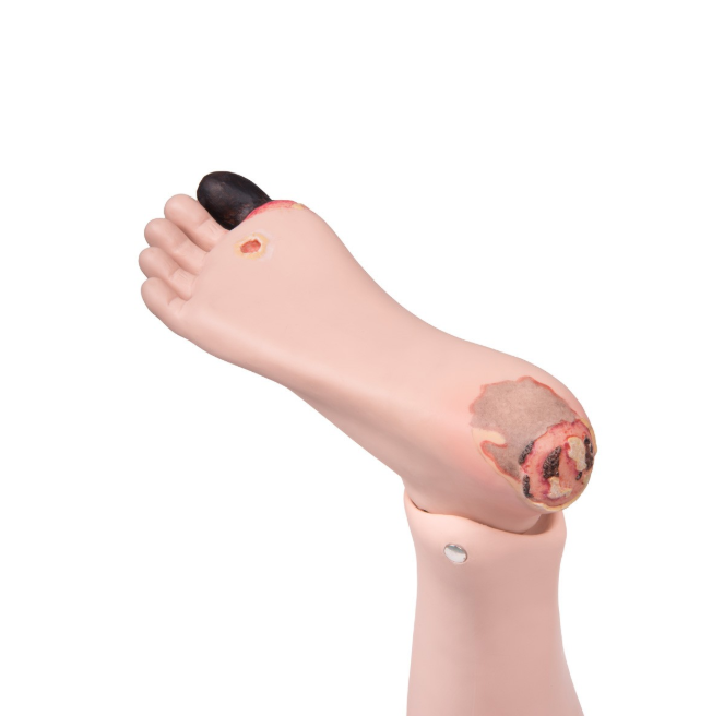 Modele / Manekiny pielęgnacyjne - dorośli 3B Scientific P10/1