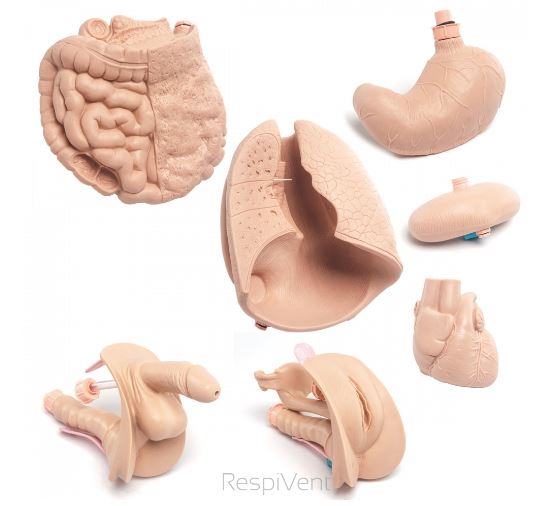 Modele / Manekiny pielęgnacyjne - dorośli 3B Scientific P11/1