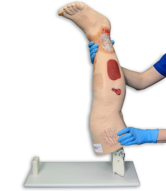 Modele / Manekiny pielęgnacyjne - dorośli 3B Scientific R11020