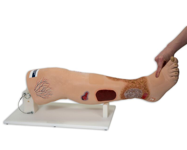 Modele / Manekiny pielęgnacyjne - dorośli 3B Scientific R11020