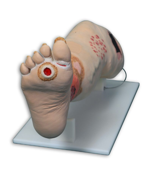 Modele / Manekiny pielęgnacyjne - dorośli 3B Scientific R11020