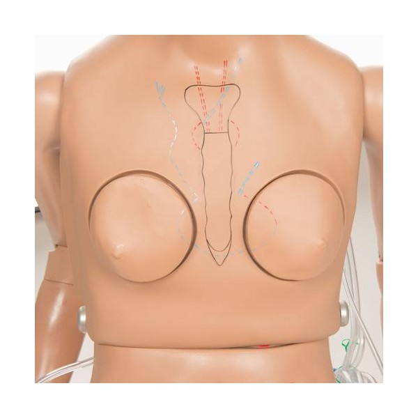 Modele / Manekiny pielęgnacyjne - dorośli 3B Scientific W45053