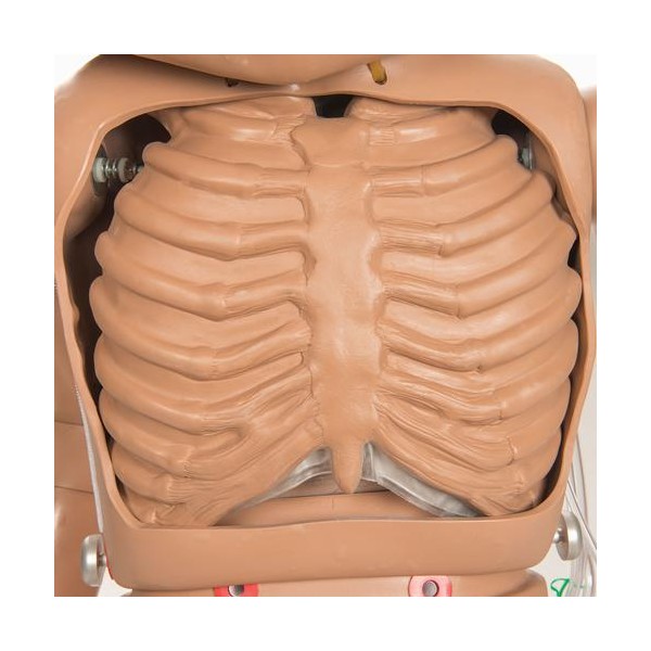 Modele / Manekiny pielęgnacyjne - dorośli 3B Scientific W45053