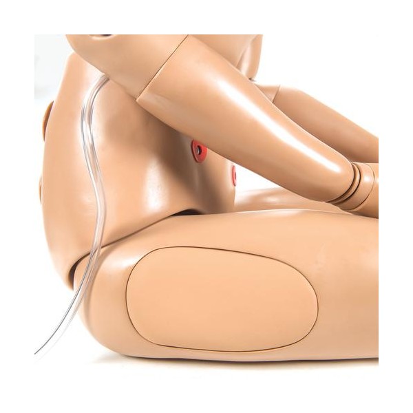 Modele / Manekiny pielęgnacyjne - dorośli 3B Scientific W45053