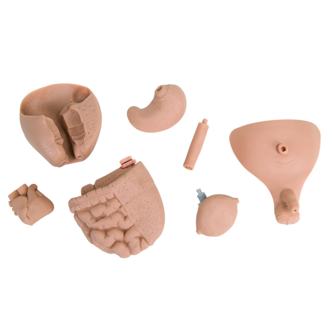 Modele / Manekiny pielęgnacyjne - dzieci i niemowlęta 3B Scientific P30