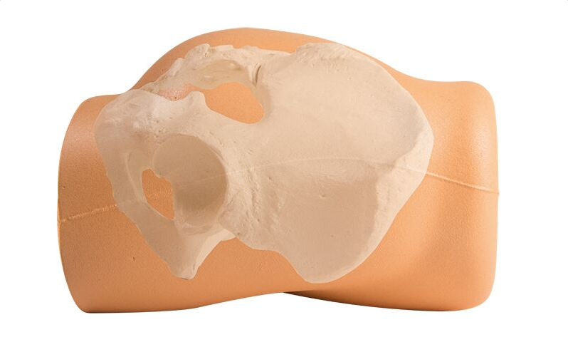 Modele zabiegowe 3B Scientific 7090