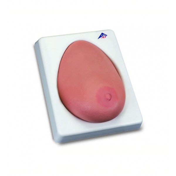 Modele zabiegowe 3B Scientific L55/1