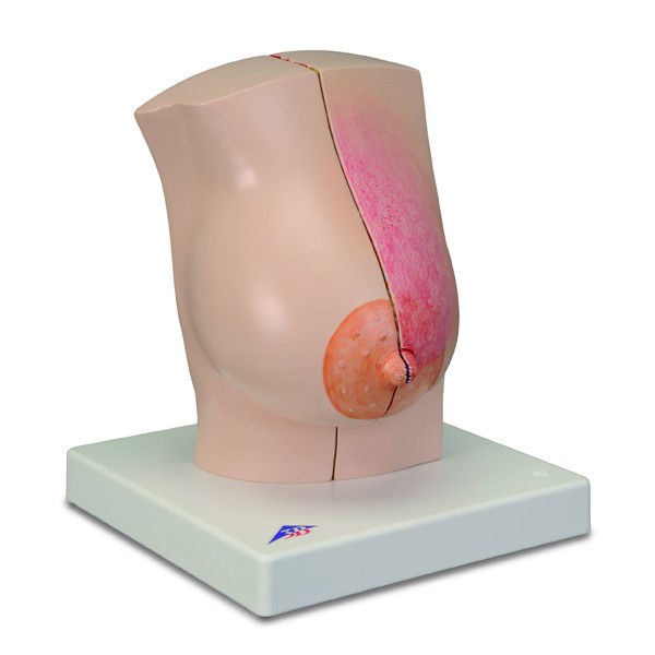 Modele zabiegowe 3B Scientific L56