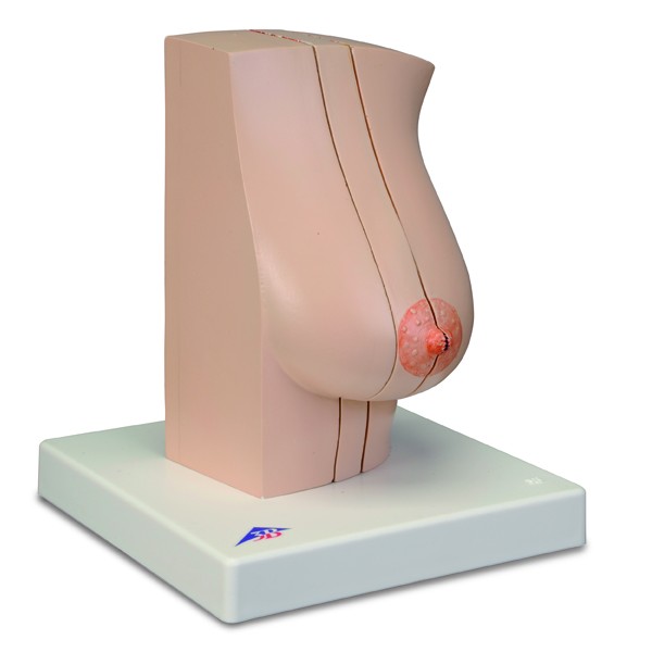 Modele zabiegowe 3B Scientific L56