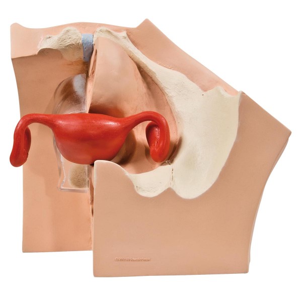 Modele zabiegowe 3B Scientific P53