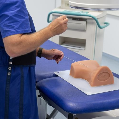 Modele zabiegowe 3B Scientific P67