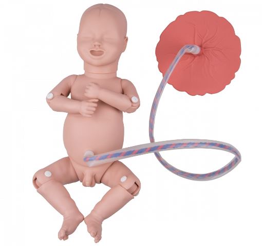 Modele zabiegowe 3B Scientific P90P