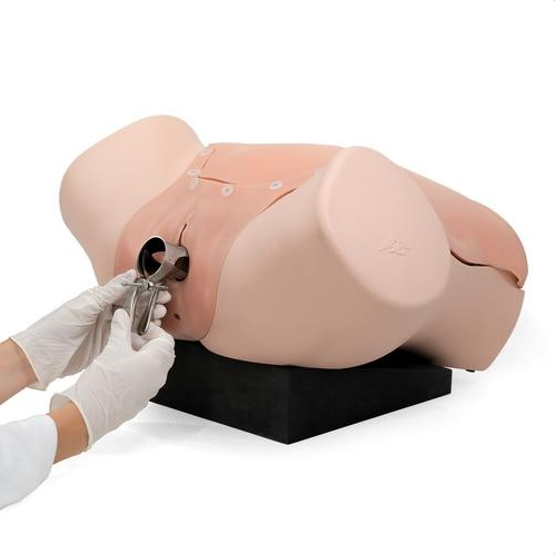 Modele zabiegowe 3B Scientific P91