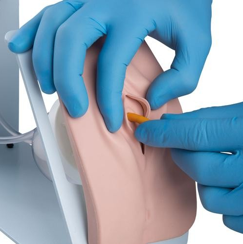 Modele zabiegowe 3B Scientific P93B-F